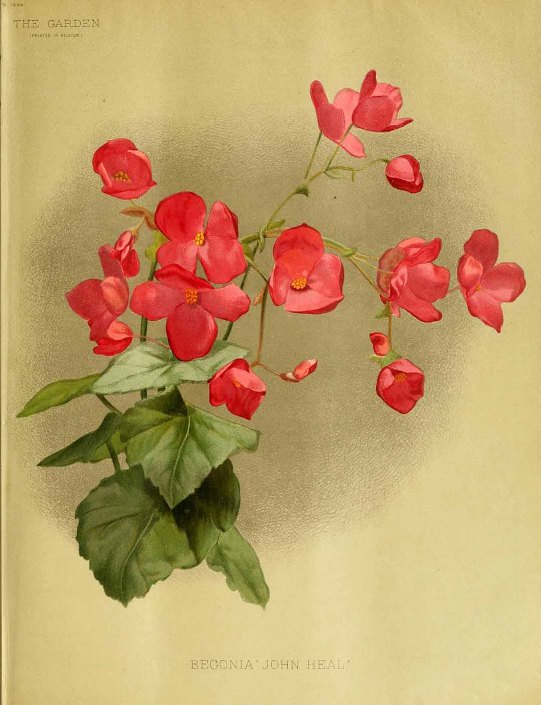 B. ‘John Heal’
